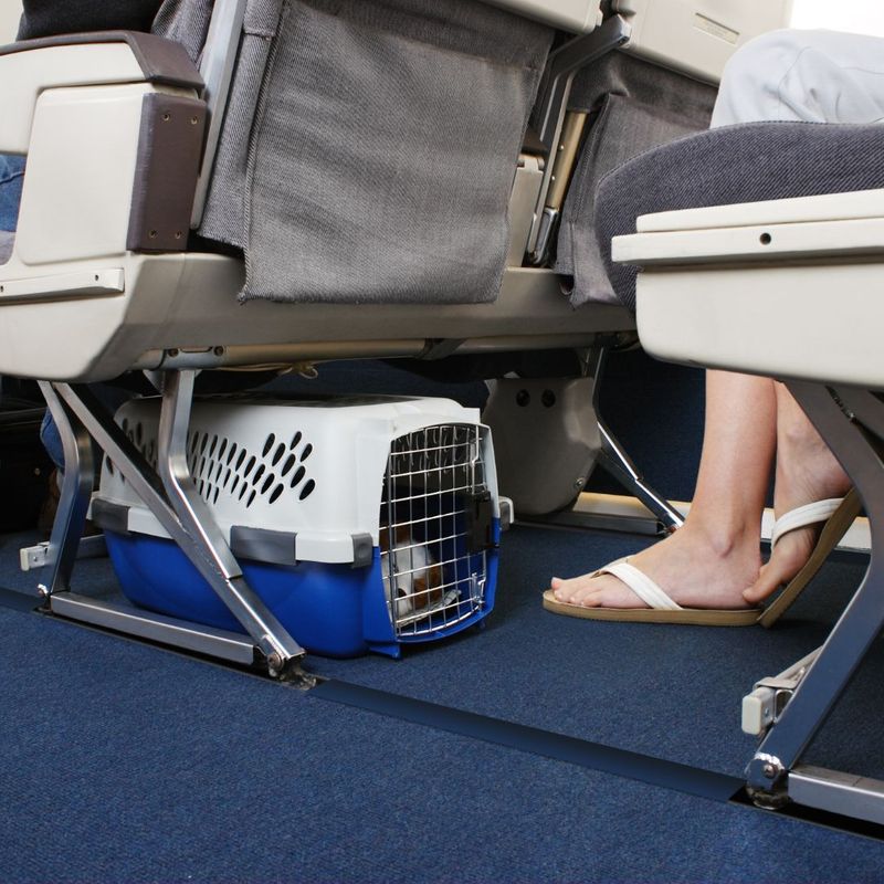 The best airlines for pet travel fuzzy fur babies flight nanny